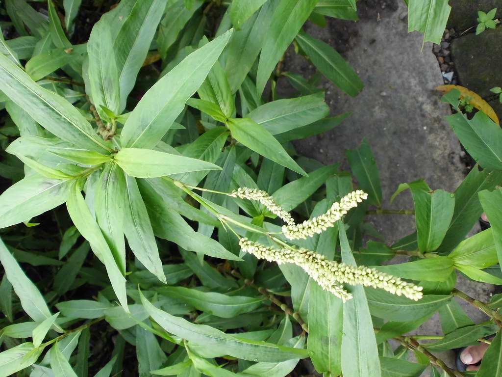 Persicaria barbata